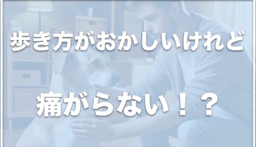 犬の歩き方がおかしいけれど痛がらない！後ろ足・前足がおかしい場合のそれぞれの原因と対処法を紹介！