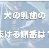 犬の乳歯の抜ける順番は？乳歯と永久歯の見分け方・乳歯が抜けない場合の対処法も紹介！