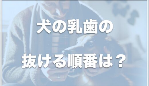 犬の乳歯の抜ける順番は？乳歯と永久歯の見分け方・乳歯が抜けない場合の対処法も紹介！