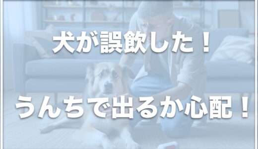 犬が誤飲！うんちで出る大きさは？症状が出るまでの時間や胃に残ることもあるのか調査！