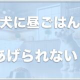 子犬に昼ごはんをあげられない場合の対処法は？ご飯の時間がバラバラはNGか調査！