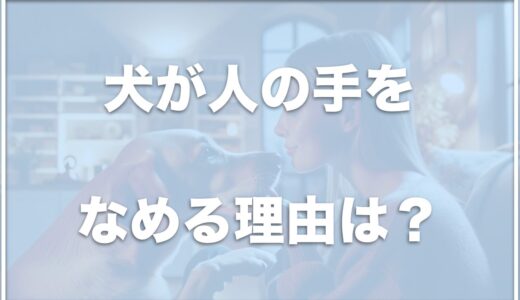 犬が人の手をなめる理由は？手を舐めるのがしつこいと病気の可能性も？犬が人の足をなめる意味も調査！