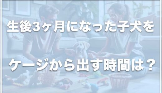 子犬が生後3ヶ月に！ケージから出す時間は？室内フリーにするのはいつから？