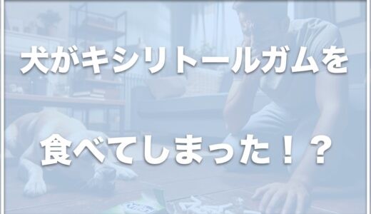 犬がキシリトールガムを一粒食べたら死亡する！？症状が出るまでの時間や舐めただけなら大丈夫かどうかも紹介！