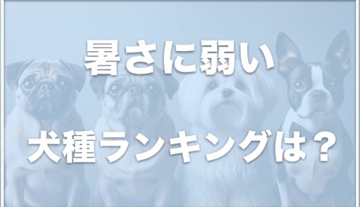 暑さに弱い犬ランキング1位から15位はこちら！暑さに弱い理由や特徴をチェック！