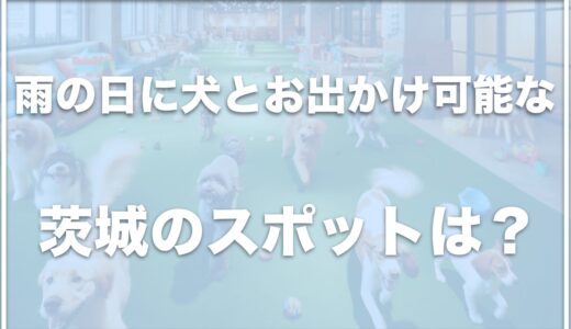 雨の日に犬とお出かけするなら茨城ではココ！室内ドッグランのある場所も紹介！