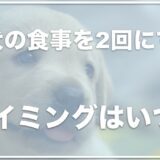 子犬の食事を2回にするタイミングは？食事時間はいつ？3回食がいつまでかも調査！