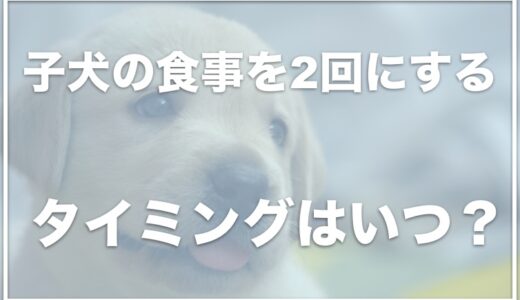 子犬の食事を2回にするタイミングは？食事時間はいつ？3回食がいつまでかも調査！