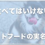 危ないペットフードの実名は？食べてはいけないフードはこちら！買ってはいけないドッグフードの商品名をチェック！