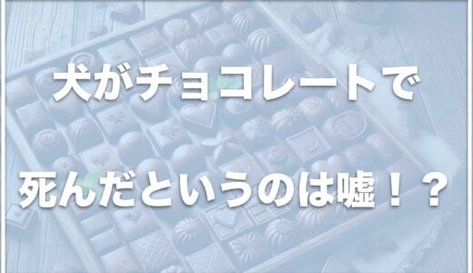 犬がチョコレートで死んだ死亡例はある？食べたけど少量なら大丈夫は嘘？後遺症があるかについても調査！