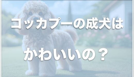 コッカプーの成犬は可愛い？抜け毛は多いの？大きさや体重・値段をチェック！