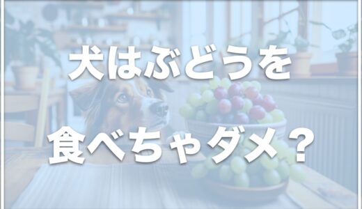 犬にぶどうがダメな理由は何？デマというのは嘘？致死量についても調査！