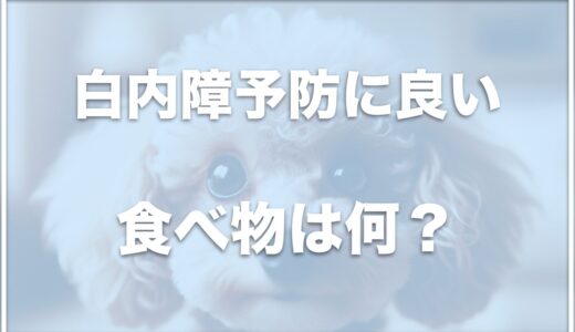 犬の白内障予防に良い食べ物は？白内障に効く食べ物・目に良い食べ物は抗酸化作用がポイント