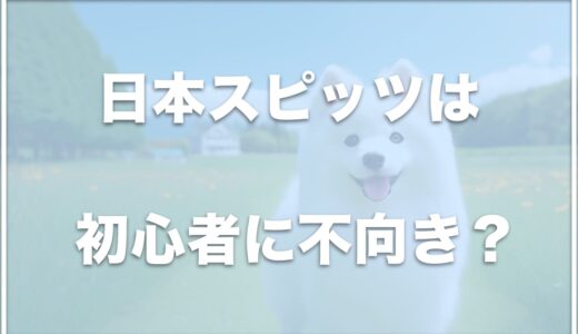 日本スピッツ犬は初心者でも飼える？うるさいって本当？抜け毛が多いかどうかも調査！