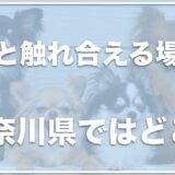 犬と触れ合えるカフェ・場所は神奈川県ではココ！横浜なら犬とふれあいが可能？