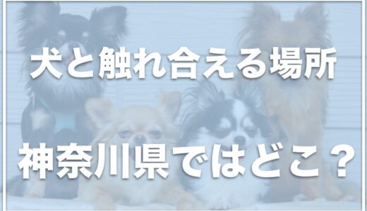 犬と触れ合えるカフェ・場所は神奈川県ではココ！横浜なら犬とふれあいが可能？