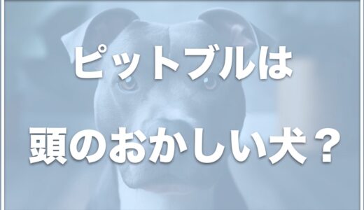 ピットブルは事故が多く頭のおかしい犬？飼ってる芸能人は誰？なぜ危険と言われるか調査！