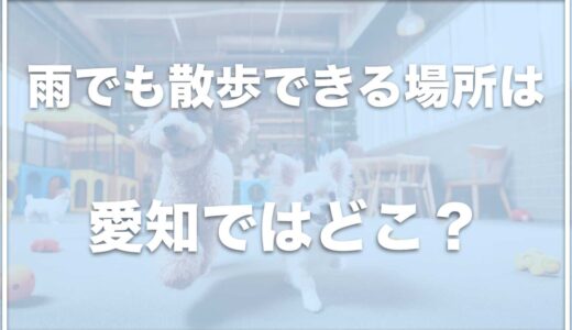 犬と雨でも散歩できる場所は愛知・名古屋でどこ？雨の日に犬とお出かけするならココ！【東海編】