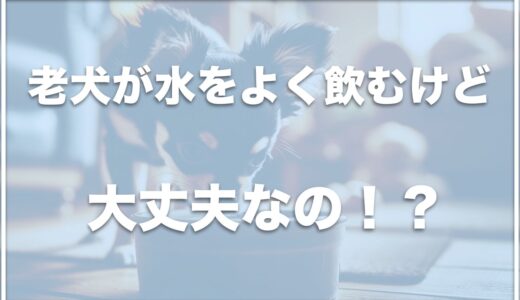 老犬が水をよく飲む・水を飲み過ぎ！病気の可能性もあるのか調査！