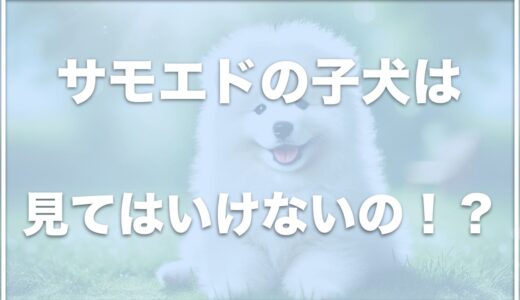 サモエドの子犬は見てはいけない！？頭が悪い・臭いは本当？値段や寿命・性格を調査！