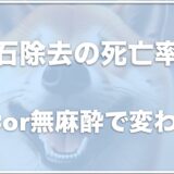 犬の歯石除去の死亡率は0.1％以下！歯石取りの費用相場や麻酔or無麻酔で死亡する事故の確率は変わるのか調査！