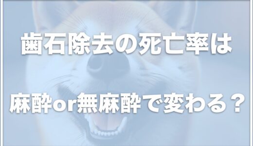 犬の歯石除去の死亡率は0.1％以下！歯石取りの費用相場や麻酔or無麻酔で死亡する事故の確率は変わるのか調査！