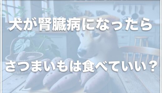 犬が腎臓病になったらさつまいもは食べさせていい？茹で方や皮を取るのかも調査！