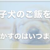 子犬のご飯をふやかすのはいつまで？ふやかすのをやめるタイミングや目安を調査！